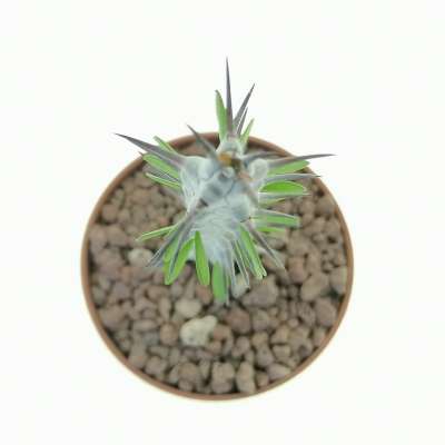 Alluaudia procera - Giromagi