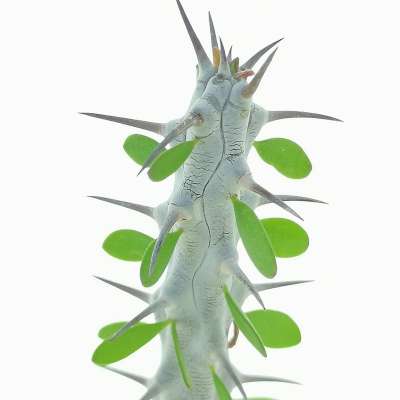 Alluaudia procera - Giromagi