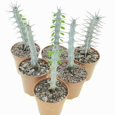 Alluaudia procera - Giromagi