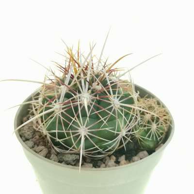 Thelocactus bicolor var. texensis - Giromagi