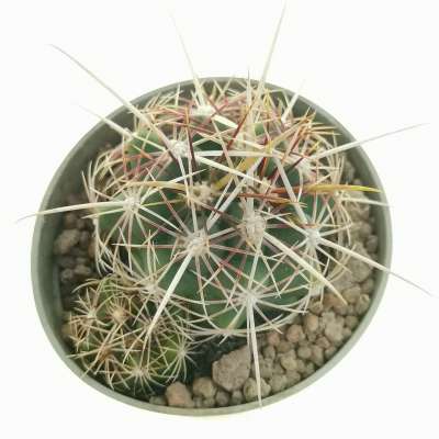 Thelocactus bicolor var. texensis - Giromagi