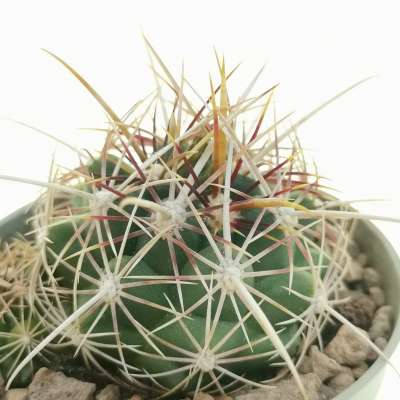 Thelocactus bicolor var. texensis - Giromagi