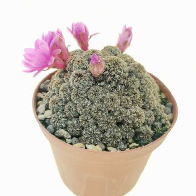Sulcorebutia taratensis v. minima WR196 - Giromagi