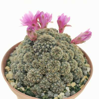 Sulcorebutia taratensis v. minima WR196 - Giromagi