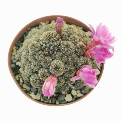 Sulcorebutia taratensis v. minima WR196 - Giromagi