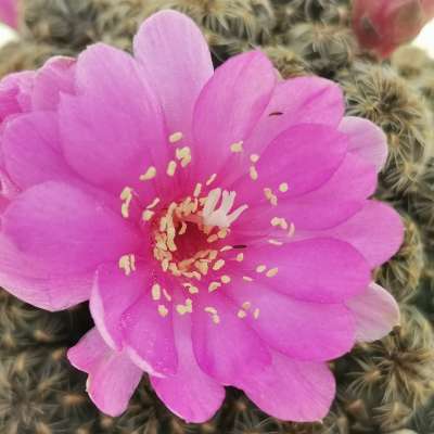 Sulcorebutia taratensis v. minima WR196 - Giromagi