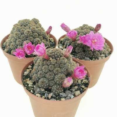 Sulcorebutia taratensis v. minima WR196 - Giromagi
