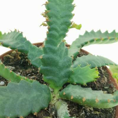 Euphorbia stellata - Giromagi