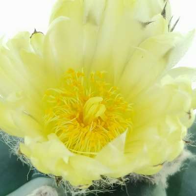 Astrophytum myriostigma cv. Kikko var. nudum - Giromagi