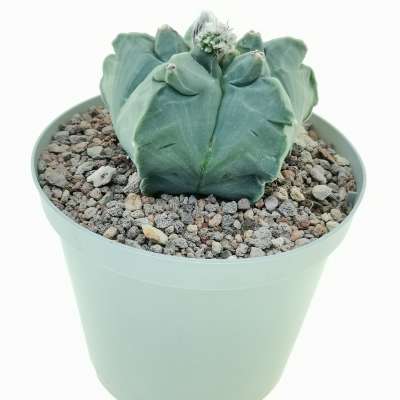 Astrophytum myriostigma cv. Kikko var. nudum f. prolifera - Giromagi