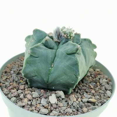 Astrophytum myriostigma cv. Kikko var. nudum f. prolifera - Giromagi
