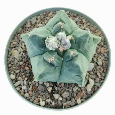 Astrophytum myriostigma cv. Kikko var. nudum f. prolifera - Giromagi