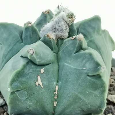 Astrophytum myriostigma cv. Kikko var. nudum f. prolifera - Giromagi