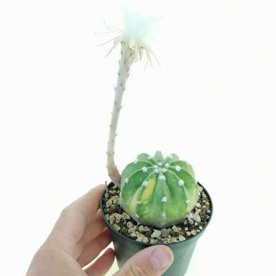 Echinopsis subdenudata f. variegata - Giromagi