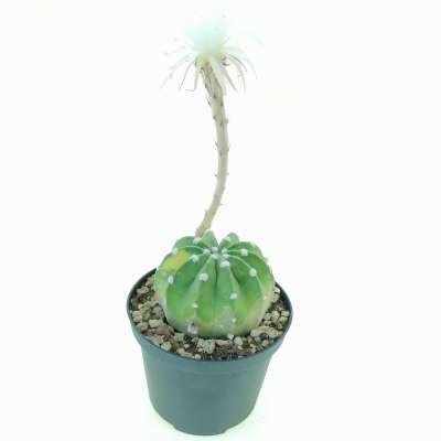 Echinopsis subdenudata f. variegata - Giromagi