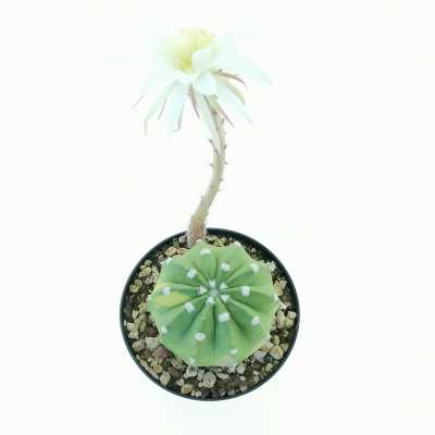 Echinopsis subdenudata f. variegata - Giromagi