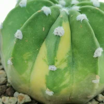 Echinopsis subdenudata f. variegata - Giromagi