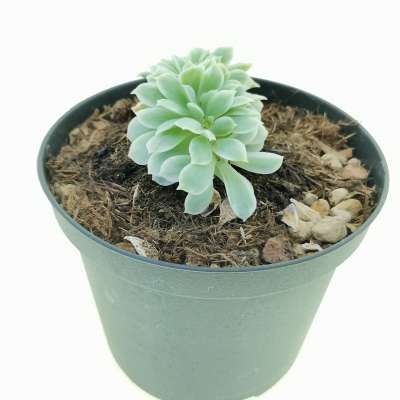 Echeveria 'Lemon Rose' f. variegata crestata - Giromagi