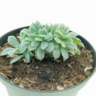 Echeveria 'Lemon Rose' f. variegata crestata - Giromagi
