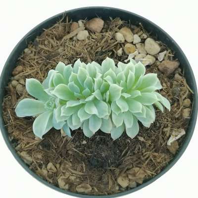 Echeveria 'Lemon Rose' f. variegata crestata - Giromagi