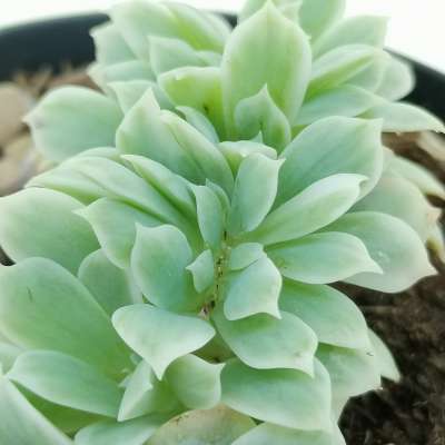 Echeveria 'Lemon Rose' f. variegata crestata - Giromagi