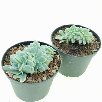 Echeveria 'Lemon Rose' f. variegata crestata - Giromagi
