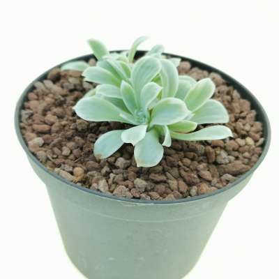 Echeveria 'Lemon Rose' f. variegata crestata - Giromagi