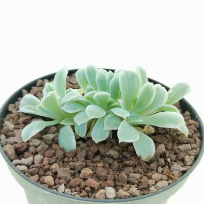 Echeveria 'Lemon Rose' f. variegata crestata - Giromagi