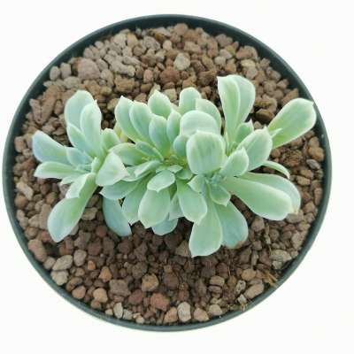 Echeveria 'Lemon Rose' f. variegata crestata - Giromagi
