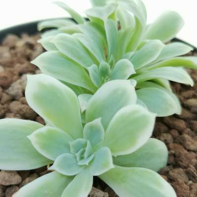 Echeveria 'Lemon Rose' f. variegata crestata - Giromagi