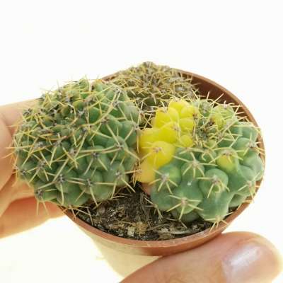 Gymnocalycium erinaceum f. variegata