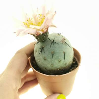 Tephrocactus geometricus