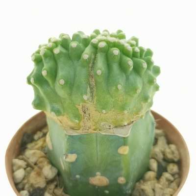 Echinocereus triglochidiatus var. mojavensis f. inermis crestata - Giromagi