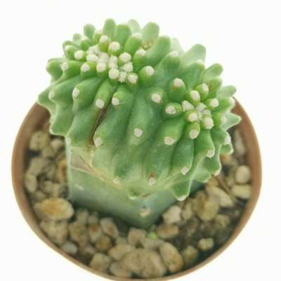 Echinocereus triglochidiatus var. mojavensis f. inermis crestata - Giromagi