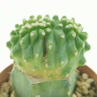 Echinocereus triglochidiatus var. mojavensis f. inermis crestata - Giromagi