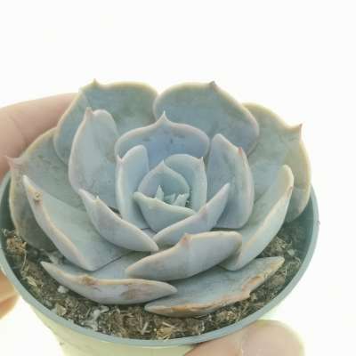 Echeveria 'Pollux'