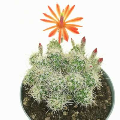 Echinocereus klapperi - Giromagi