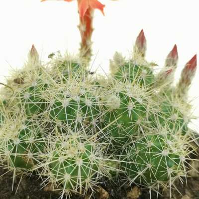 Echinocereus klapperi - Giromagi