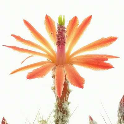Echinocereus klapperi - Giromagi