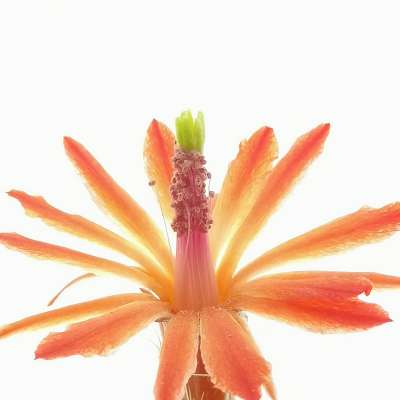 Echinocereus klapperi - Giromagi