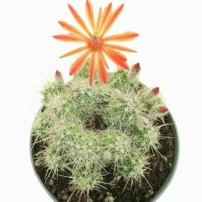Echinocereus klapperi - Giromagi