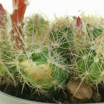 Echinocereus klapperi - Giromagi