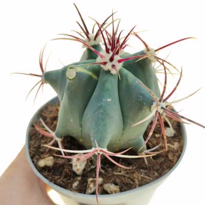 Ferocactus emoryi f. variegata
