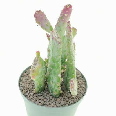 Opuntia monacantha f. mostruosa variegata - Giromagi