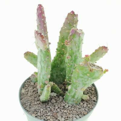 Opuntia monacantha f. mostruosa variegata - Giromagi