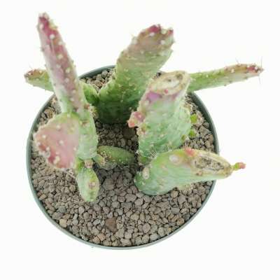Opuntia monacantha f. mostruosa variegata - Giromagi