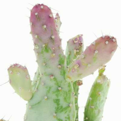Opuntia monacantha f. mostruosa variegata - Giromagi