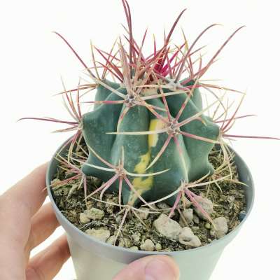 Ferocactus gracilis f. variegata