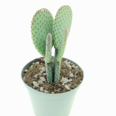 Opuntia microdasys subs. rufida cv. Indigo - Giromagi
