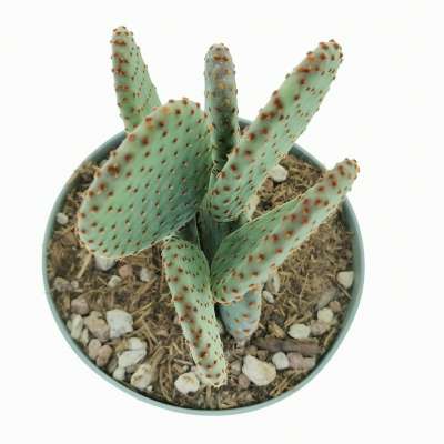 Opuntia microdasys subs. rufida cv. Indigo - Giromagi
